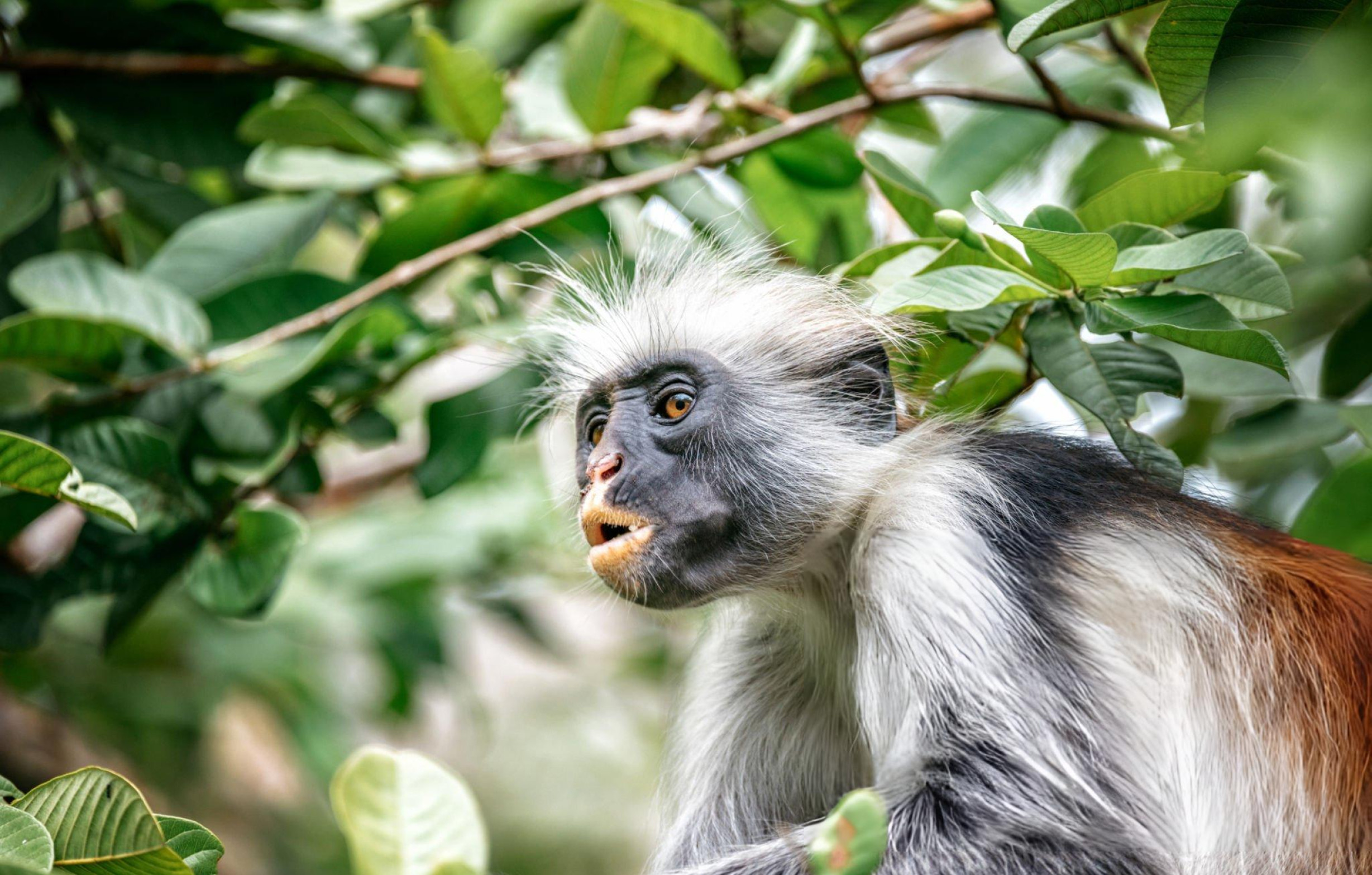 Red Colobus Monkey